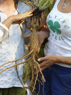 Balsam Root, Balsamorhiza sp.